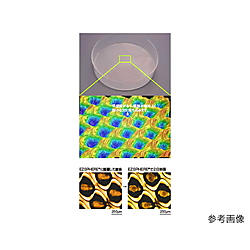 EZSPHERE（スフェロイド形成培養用容器）　ディッシュ