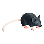 マウス型実習用動物シミュレータ　Mimicky（R）