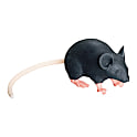 マウス型実習用動物シミュレータ　Mimicky（R）